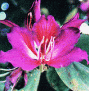 בוהיניה מגוונת- עצי נוי | הדר נוי משתלות