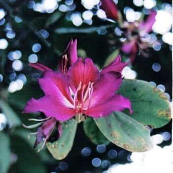 בוהיניה מגוונת- עצי נוי | הדר נוי משתלות