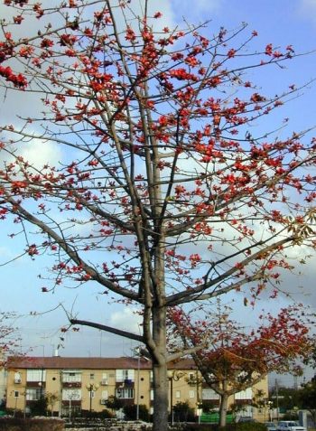 בומבקס הודי- עצי נוי | הדר נוי משתלות