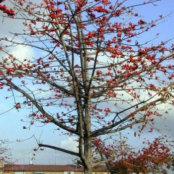 בומבקס הודי- עצי נוי | הדר נוי משתלות