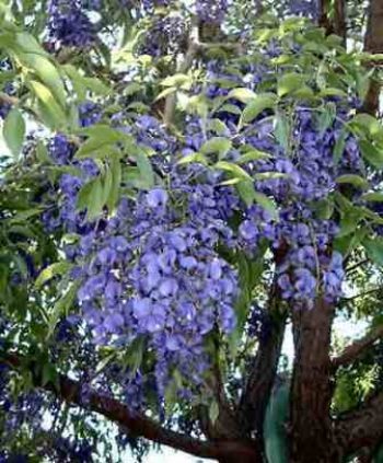 בלוסתנוס נאה - עצי נוי | הדר נוי משתלות