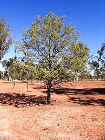 קליטריס מיובל - עצי נוי | הדר נוי משתלות