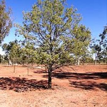 קליטריס מיובל - עצי נוי | הדר נוי משתלות