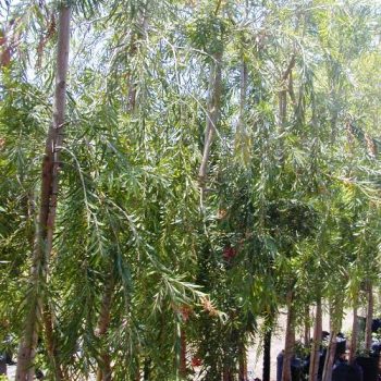 קליסטמון (קינגס פארק) - עצי נוי | הדר נוי משתלות