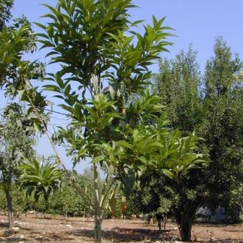 קתרוסית מרובעת - עצי נוי | הדר נוי משתלות