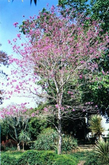 טבבויה איפה - עצי נוי | הדר נוי משתלות