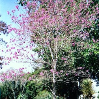 טבבויה איפה - עצי נוי | הדר נוי משתלות