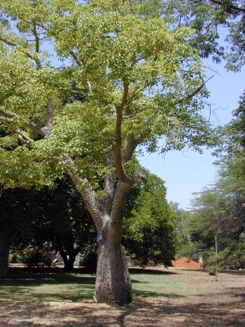 כוריזיה בקבוקית - עצי נוי | הדר נוי משתלות