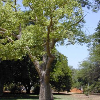 כוריזיה בקבוקית - עצי נוי | הדר נוי משתלות