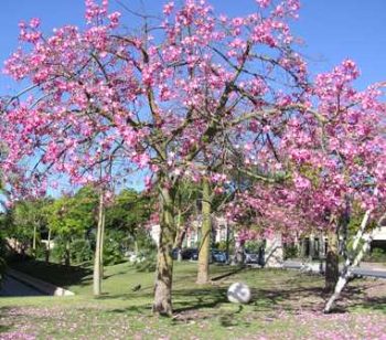 כוריזיה הדורה - עצי נוי | הדר נוי משתלות