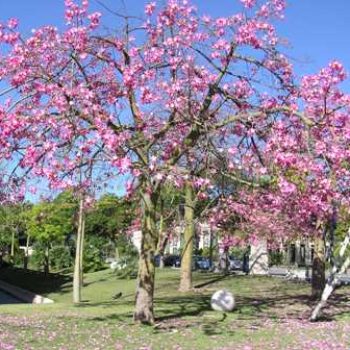 כוריזיה הדורה - עצי נוי | הדר נוי משתלות