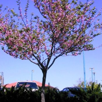 כליל החורש - עצי נוי | הדר נוי משתלות