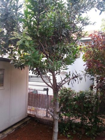 עץ אגוז מקדמיה - עצי פרי בוגרים למכירה | הדר נוי משתלות