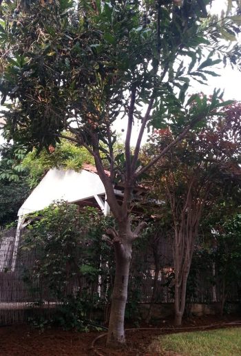 עץ אגוז מקדמיה - עצי פרי בוגרים למכירה | הדר נוי משתלות