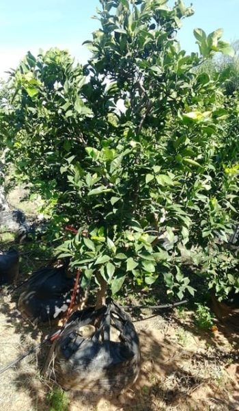 תפוז תבורי וולקה - עצי פרי בוגרים למכירה | הדר נוי משתלות