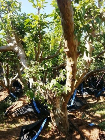 עץ גויאבה בוגר - עצי פרי בוגרים למכירה | הדר נוי משתלות