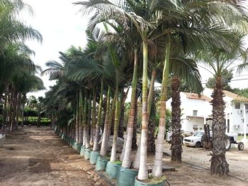 דקל טבעות - עצי נוי | הדר נוי משתלות