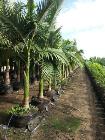 ארכי-תמר קונינגהמיאנה ('דקל הטבעות') - עצי נוי | הדר נוי משתלות