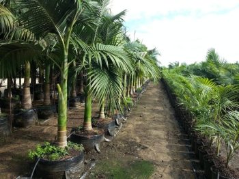 דקל טבעות - עצי נוי | הדר נוי משתלות