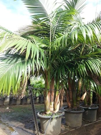 ארכי-תמר קונינגהמיאנה ('דקל הטבעות') - עצי נוי | הדר נוי משתלות