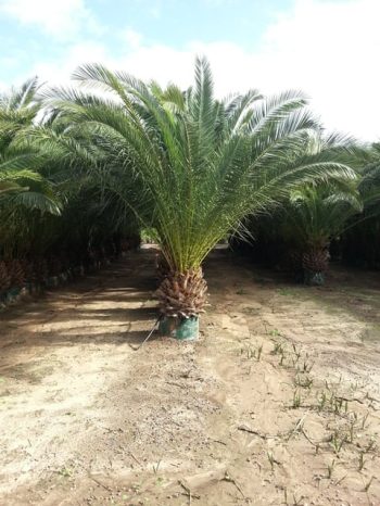 דקל קנרי - עצי נוי | הדר נוי משתלות