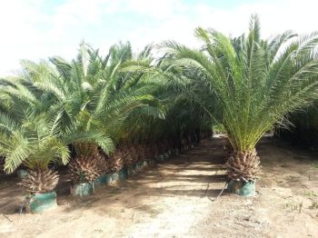 דקל קנרי - עצי נוי | הדר נוי משתלות