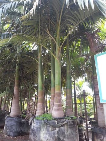 דקל טבעות - עצי נוי | הדר נוי משתלות