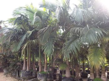 דקל טבעות - עצי נוי | הדר נוי משתלות