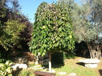 תות בכות - עצי נוי | הדר נוי משתלות