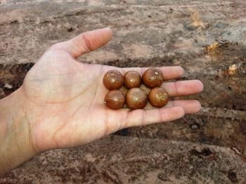 עץ אגוז מקדמיה - עצי פרי בוגרים למכירה | הדר נוי משתלות