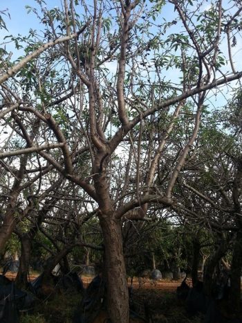 עץ שקד בוגר - עצי פרי בוגרים למכירה | הדר נוי משתלות