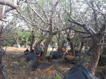 עץ שקד בוגר - עצי פרי בוגרים למכירה | הדר נוי משתלות