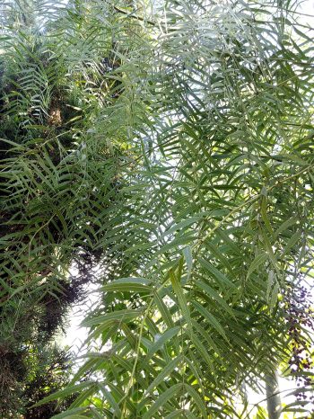 פלפלון בכותי עלים