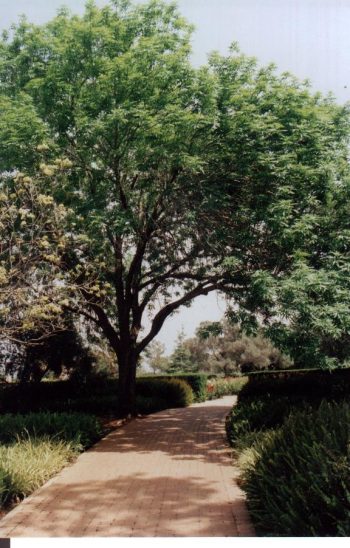 מילה אמריקנית - עצי נוי | הדר נוי משתלות