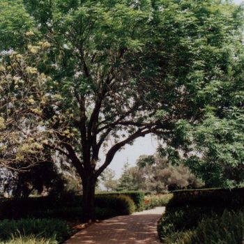 מילה אמריקנית - עצי נוי | הדר נוי משתלות