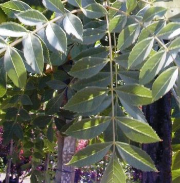 מילה סורית - עצי נוי | הדר נוי משתלות