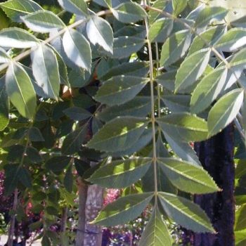 מילה סורית - עצי נוי | הדר נוי משתלות