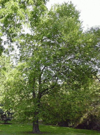 מיש בונגה (מייש גשר הזיו) - עצי נוי | הדר נוי משתלות