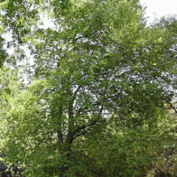 מיש בונגה (מייש גשר הזיו) - עצי נוי | הדר נוי משתלות