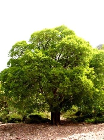 מיש דרומי - עצי נוי | הדר נוי משתלות