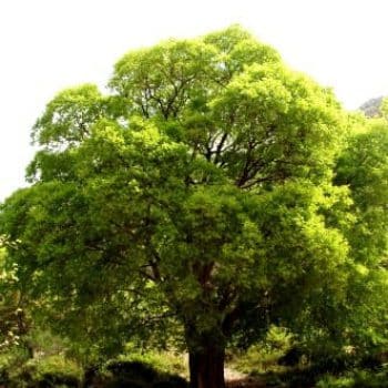 מיש דרומי - עצי נוי | הדר נוי משתלות