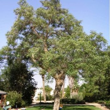 מכנף נאה - עצי נוי | הדר נוי משתלות