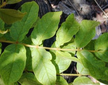 מתחלית פעמונית (ספטודאה) - עצי נוי | הדר נוי משתלות