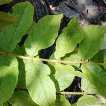 מתחלית פעמונית (ספטודאה) - עצי נוי | הדר נוי משתלות