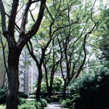 סיגלון חד-עלים (ג'קרנדה) - עצי נוי | הדר נוי משתלות