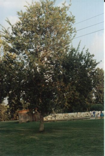 סיסם הודי (דלברגיה) - עצי נוי | הדר נוי משתלות