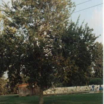 סיסם הודי (דלברגיה) - עצי נוי | הדר נוי משתלות