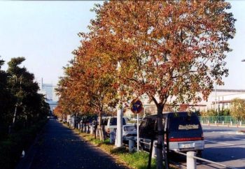 ספיון השעווה - עצי נוי | הדר נוי משתלות