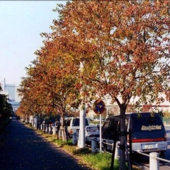 ספיון השעווה - עצי נוי | הדר נוי משתלות