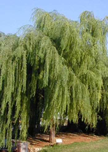 ערבה בבל (ערבה בוכייה) - עצי נוי | הדר נוי משתלות